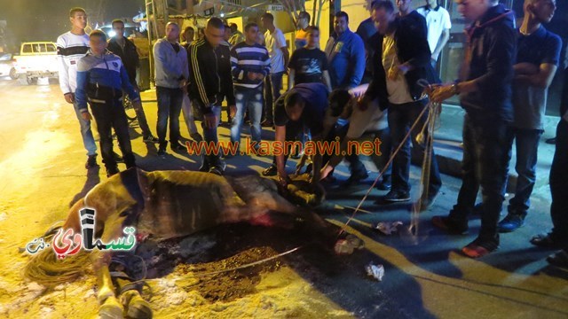  كفرقاسم-  فيديو: وفاة حصان بعد حادث اصطدام مع مركبة على شارع السلطاني وازدحام مروري صعب